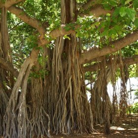 Figuier des banyans, Ficus benghalensis